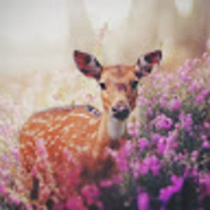 Meet your Posher, Emma